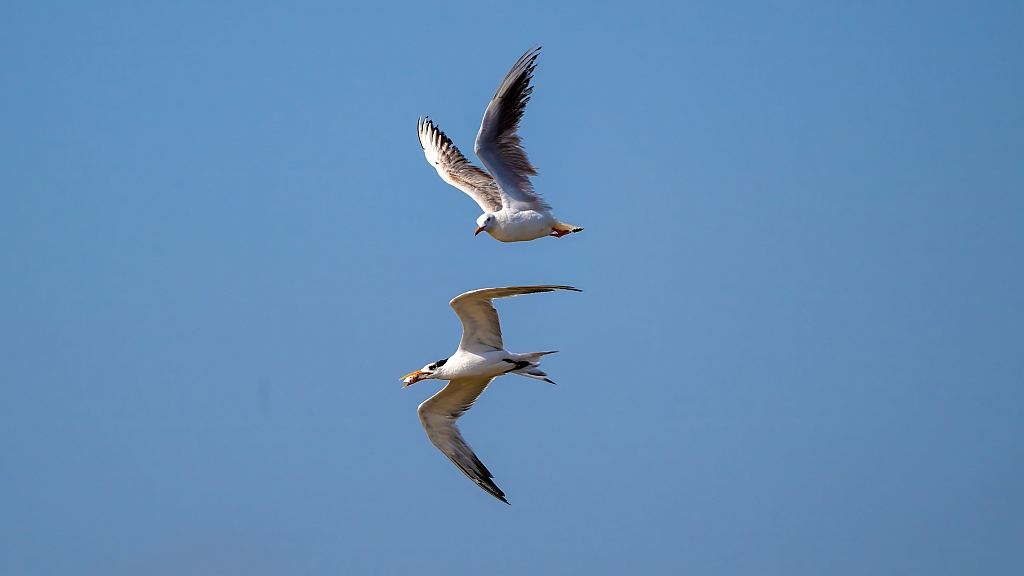 Lesser Crested Tern